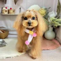 【本店】2026年2月20日のワンちゃん達♪