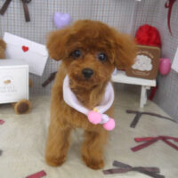 【山手店】2026年2月1日のワンちゃん達♪