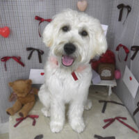 【山手店】2026年2月5日のワンちゃん達♪