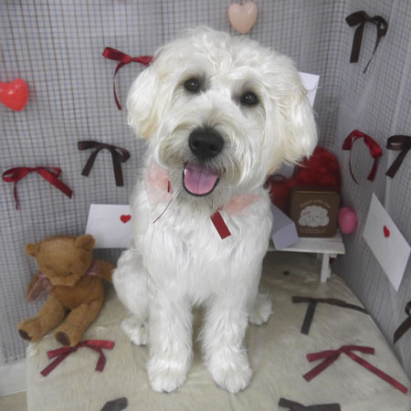 【山手店】2026年2月5日のワンちゃん達♪