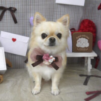 【山手店】2026年2月6日のワンちゃん達♪