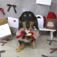 【山手店】2026年2月7日のワンちゃん達♪