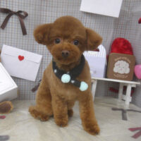 【山手店】2026年2月8日のワンちゃん達♪