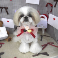 【山手店】2026年2月12日のワンちゃん達♪