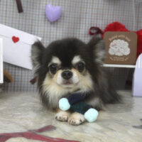 【山手店】2026年2月13日のワンちゃん達♪