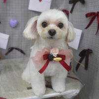 【山手店】2026年2月14日のワンちゃん達♪