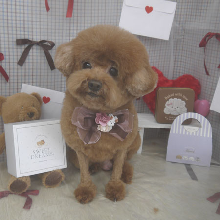 【山手店】2026年2月15日のワンちゃん達♪