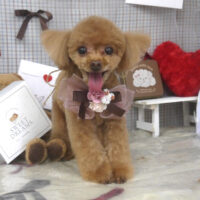 【山手店】2026年2月19日のワンちゃん達♪