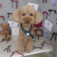 【山手店】2026年2月20日のワンちゃん達♪