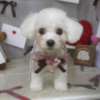 【山手店】2026年2月21日のワンちゃん達♪