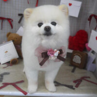 【山手店】2026年2月22日のワンちゃん達♪