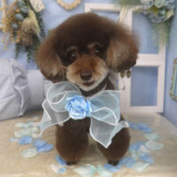 【山手店】2026年2月26日のワンちゃん達♪