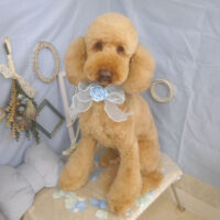 【山手店】2026年2月27日のワンちゃん達♪