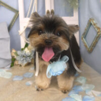 【山手店】2026年2月28日のワンちゃん達♪