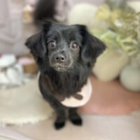 【本店】2026年2月7日のワンちゃん達♪