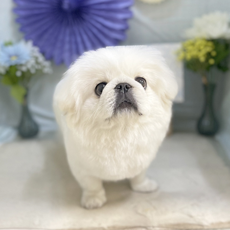 【本店】2026年2月23日のワンちゃん達♪