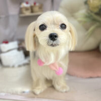 【本店】2026年2月15日のワンちゃん達♪