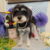 【池下店】2026年3月1日のワンちゃん達♪