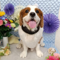 【池下店】2026年3月2日のワンちゃん達♪