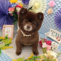 【池下店】2026年3月5日のワンちゃん達♪