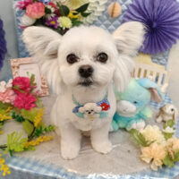 【池下】2026年3月8日のワンちゃん達♪