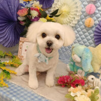 【池下店】2026年3月9日のワンちゃん達♪