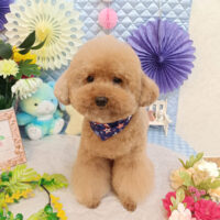 【池下店】2026年3月12日のワンちゃん達♪