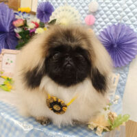 【池下店】2026年3月13日のワンちゃん達♪