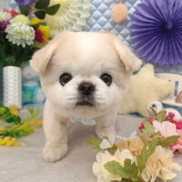 【池下店】2026年3月14日のワンちゃん達♪