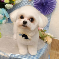 【池下店】2026年3月15日のワンちゃん達♪