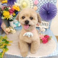 【池下店】2026年3月19日のワンちゃん達♪