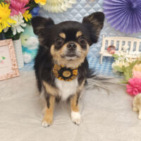 【池下店】2026年3月20日のワンちゃん達♪