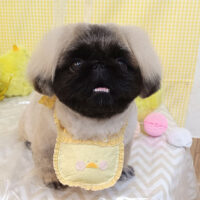 【池下店】2026年3月23日のワンちゃん達♪