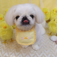 【池下店】2026年3月26日のワンちゃん達♪