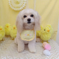 【池下店】2026年3月27日のワンちゃん達♪