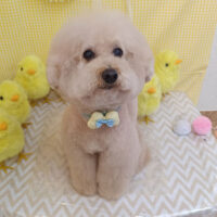 【池下店】2026年3月28日のワンちゃん達♪