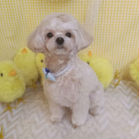 【池下店】2026年3月29日のワンちゃん達♪