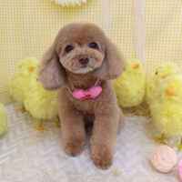 【池下店】2026年3月30日のワンちゃん達♪