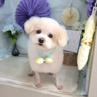 【本店】2026年3月19日のワンちゃん達♪