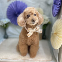 【本店】2026年3月6日のワンちゃん達♪