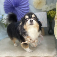 【本店】2026年3月15日のワンちゃん達♪