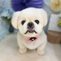 【本店】2026年3月2日のワンちゃん達♪