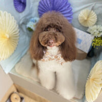 【本店】2026年3月12日のワンちゃん達♪