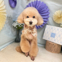 【本店】2026年3月13日のワンちゃん達♪