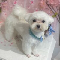 【星ヶ丘店】2026年3月1日のワンちゃん達♪