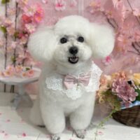 【星ヶ丘店】2026年3月2日のワンちゃん達♪