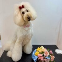 【星ヶ丘店】2026年3月5日のワンちゃん達♪