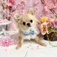 【星ヶ丘店】2026年3月6日のワンちゃん達♪