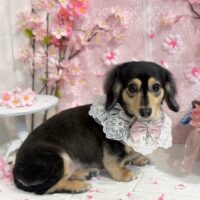 【星ヶ丘店】2026年3月7日のワンちゃん達♪