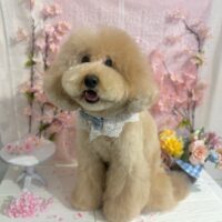 【星ヶ丘店】2026年3月8日のワンちゃん達♪